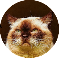 circular png image of cat with transparent background