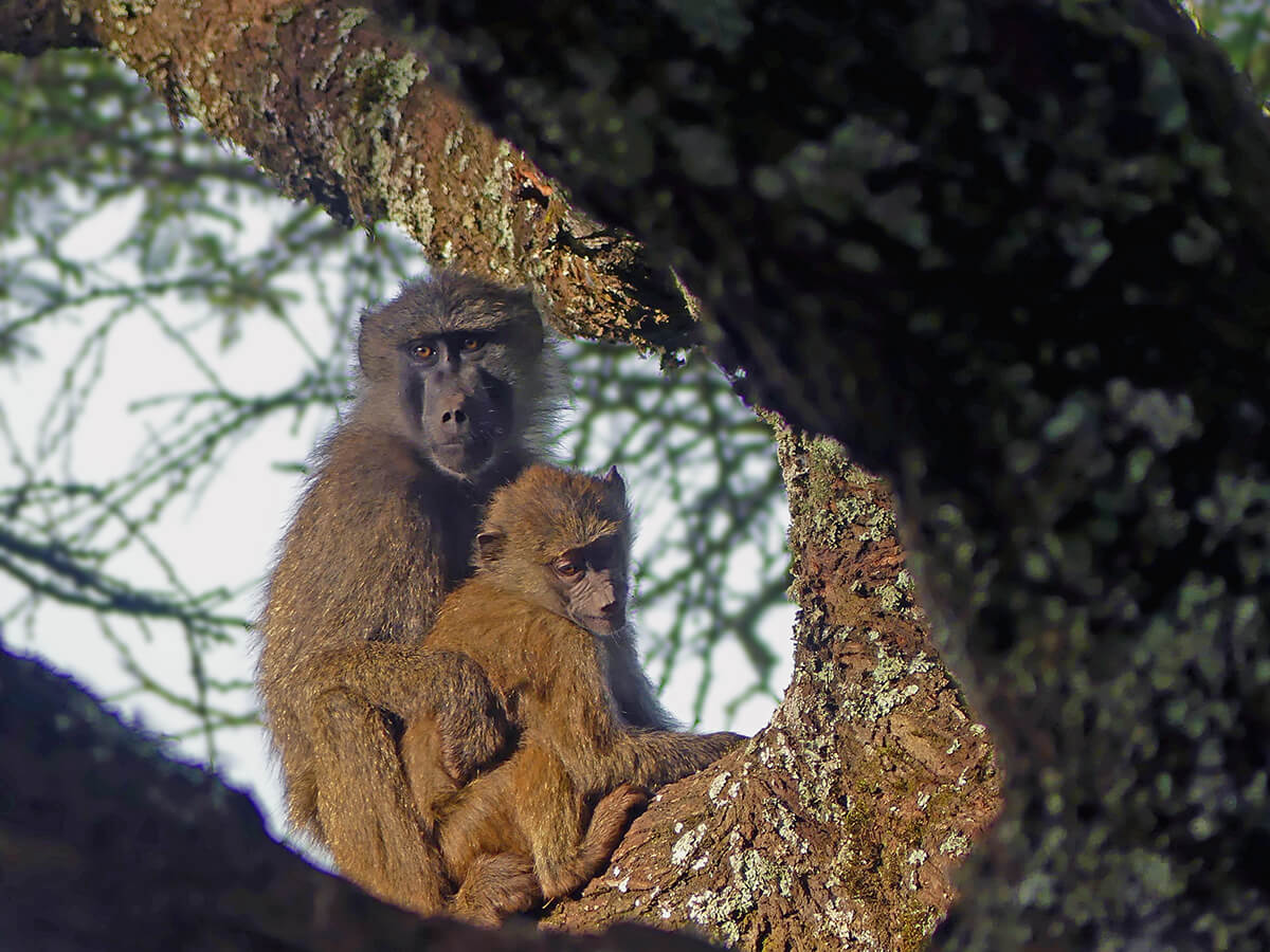 two baboons with light shining on their faces sit up on the branch of a tree located in Tarangire National Park