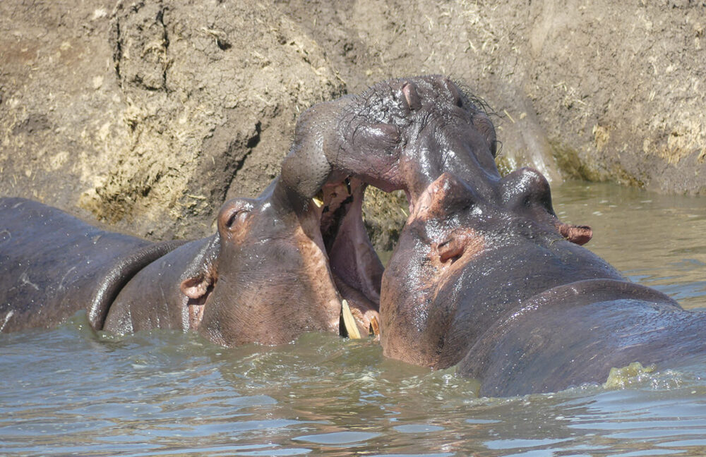 two hippos in a pond in the Serengeti use their mouths to determine dominance