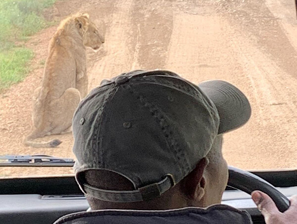 Kumbi, a safari guide, waits for me to take candid photos of a female lion sitting on the side of a Serengeti dirt road
