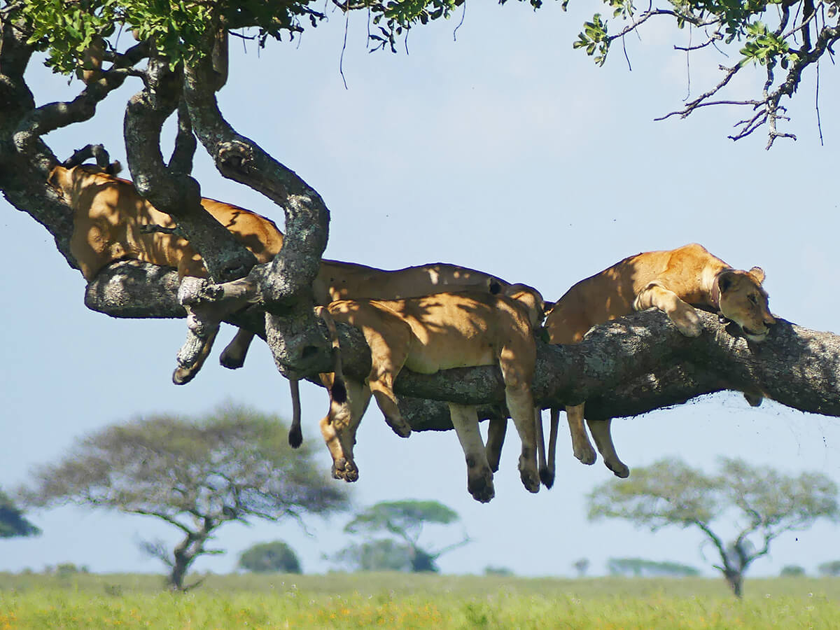 a pride of lions rest on a sausage tree's shady branch in the middle of the Serengeti