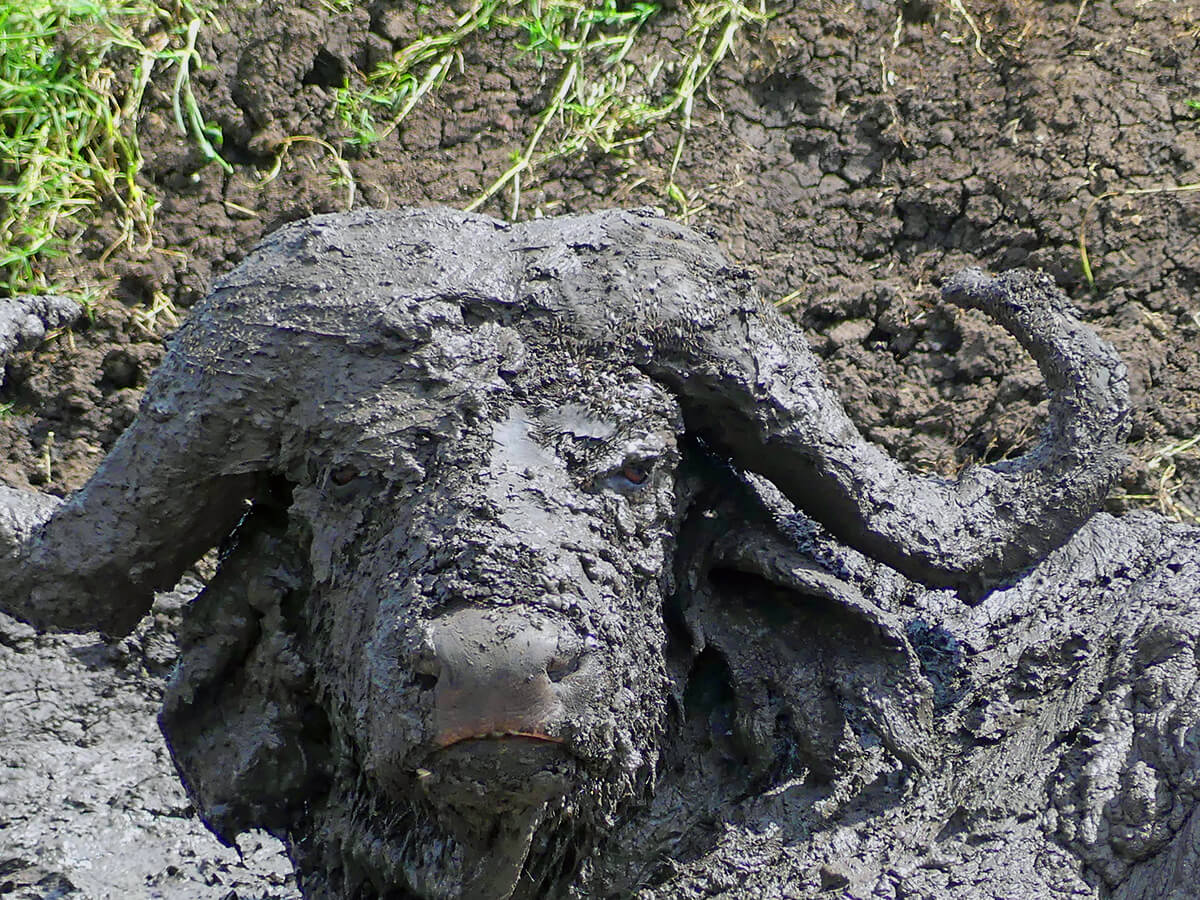 a water buffalo completely covered in mud in the Ngorongoro Crater
