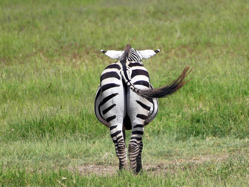 a zebra in the Ngorongoro Crater uses its tail to swish away flies