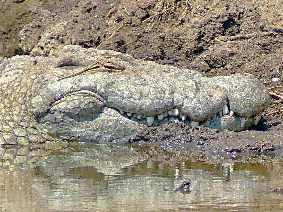 close up photo of an African alligator resting at the edge of a pond