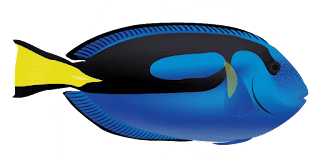 a blue fish that looks like a fish from an animated movie